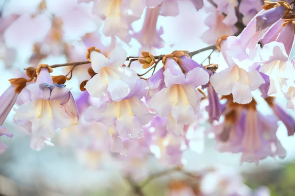 Paulownia ağacının narin leylak çiçekleri. Baharda dünyanın en hızlı büyüyen ağacı çiçek açar..