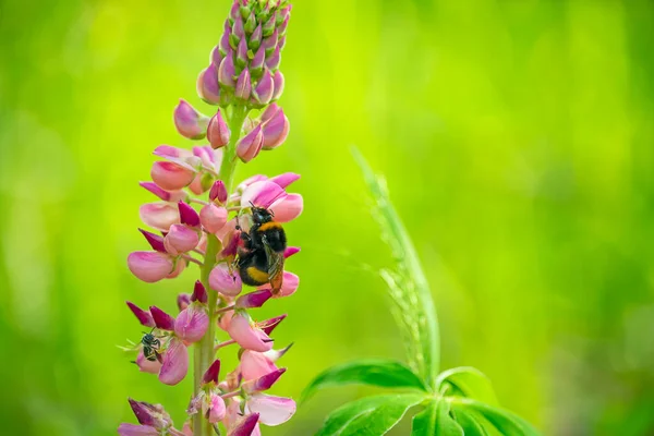 花粉を採集するルパンの花とバンブルビーのクローズアップ — ストック写真