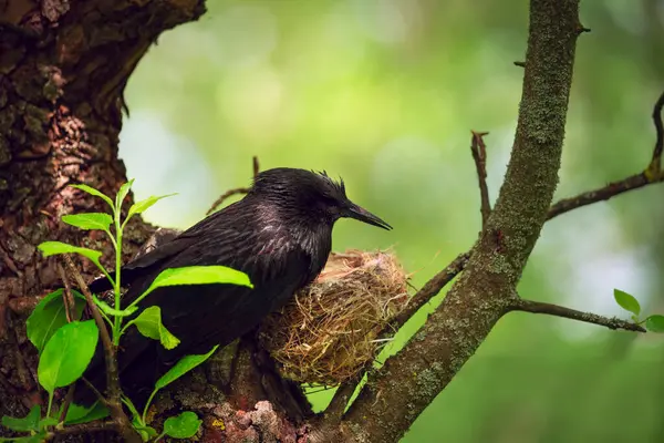 Starling Ptak Pobliżu Gniazda Wiosnę — Zdjęcie stockowe