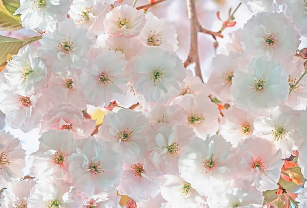 Bujne Drzewo Wiśniowe Sakura Kwiat Delikatne Kwiaty Zbliżenie — Zdjęcie stockowe
