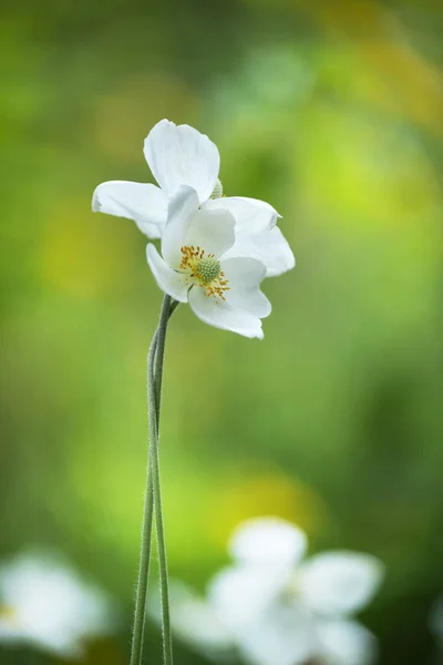 Two Delicate White Anemone Flowers Long Stems Intertwined Concept Couple — Stock Photo, Image
