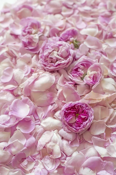 Fond Thé Rose Pétales Rose Fleurs Profondeur Champ Différente — Photo