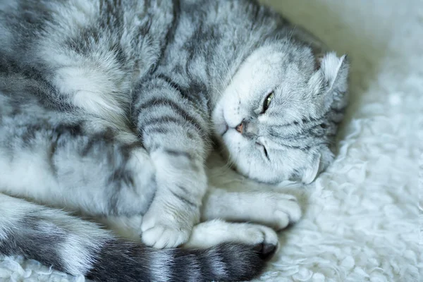 Симпатичная Серая Полосатая Кошка Спит Трогательно Пушистом Одеяле Атмосфера Отдыха — стоковое фото
