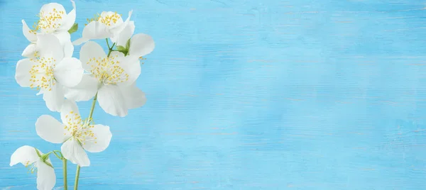 Delicadas Flores Jasmim Branco Fundo Madeira Azul Banner Espaço Livre — Fotografia de Stock