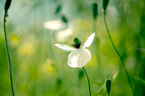 White Poppy Flower Green Meadow — Stock Photo, Image