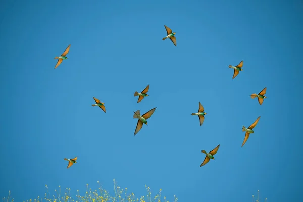 蜂を食べるか または蜂を食べる フラット メロップ 黄色の花に明るい鳥の群れが空を旋回しています — ストック写真