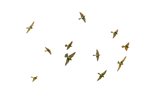 蜂を食べるか または蜂を食べる フラット Merops 明るい鳥の群れ — ストック写真