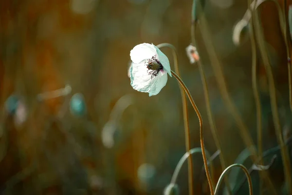 White poppy flower on a green meadow