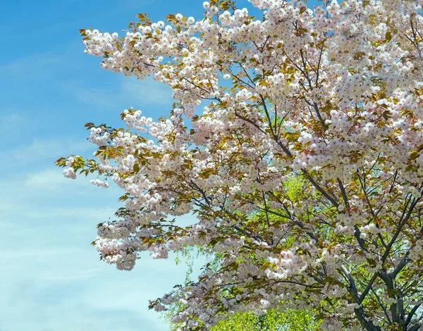 Takken Van Bloeiende Witte Sakura Tegen Blauwe Lucht — Stockfoto