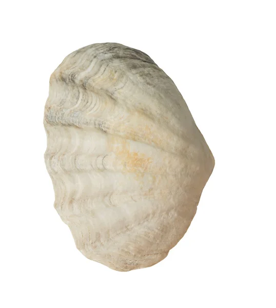 Seashell Różnych Kształtach Izolacja Białym — Zdjęcie stockowe