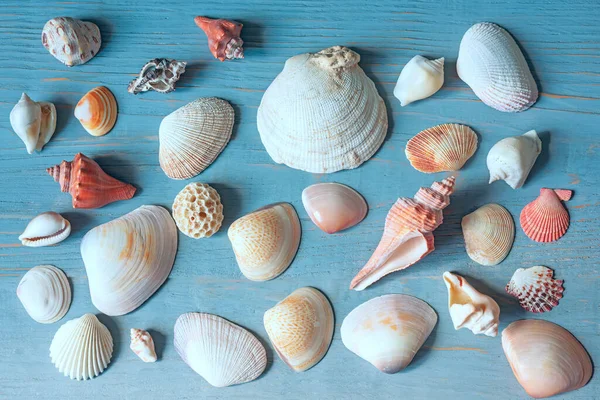 Seashells Różnych Kształtach Rozmiarach Drewnianym Niebieskim Tle Widok Góry — Zdjęcie stockowe