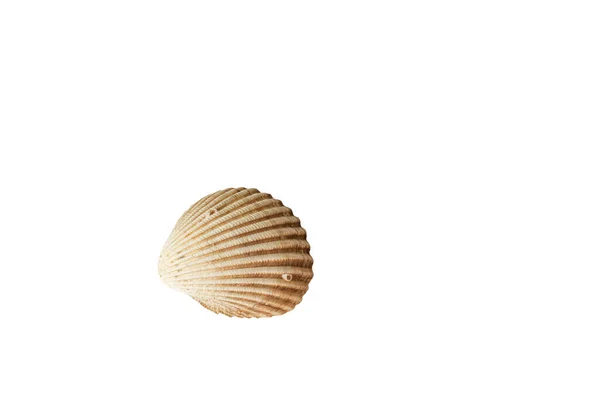 Seashell Různých Tvarů Izolovat Bílé — Stock fotografie