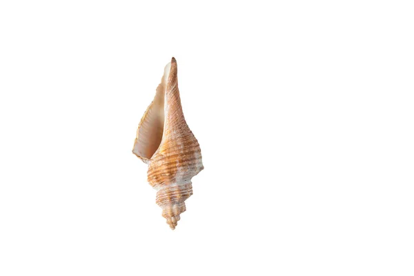 Seashell Various Shapes Isolate White — Stock Photo, Image