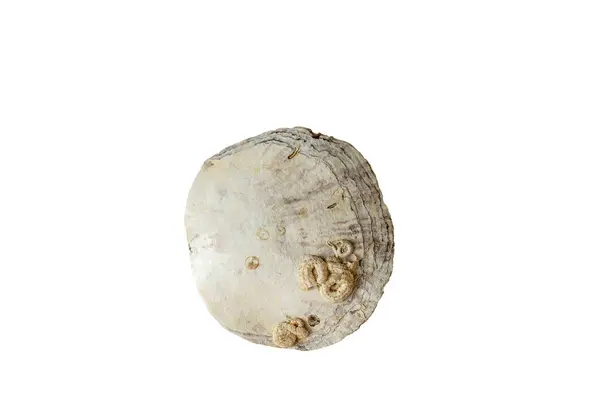 様々な形の貝殻 白地に隔離 — ストック写真