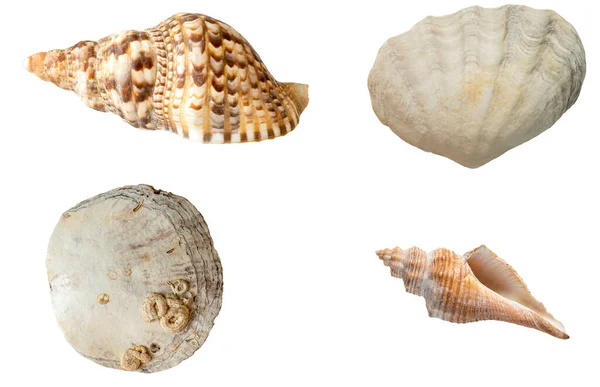 様々な形状やサイズの貝殻 白地に隔離 — ストック写真