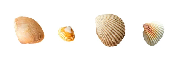 Seashells Várias Formas Tamanhos Isolar Branco — Fotografia de Stock