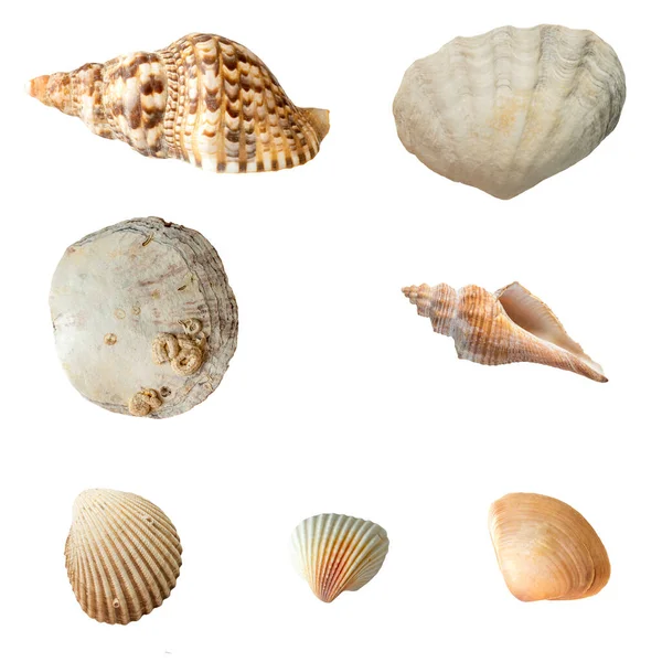 Seashells Różnych Kształtach Rozmiarach Izolacja Białym — Zdjęcie stockowe