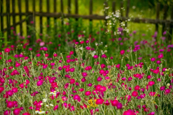 Bujne Kwitnienie Ych Czerwonych Kwiatã Wiejskim Ogrodzie Pobli Drewnianego Ogrodzenia — Zdjęcie stockowe