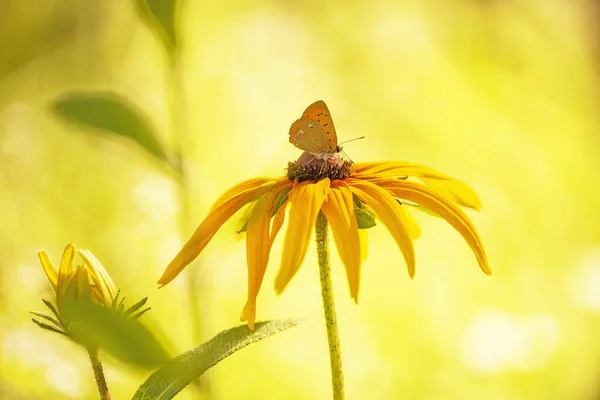 The fiery chervonets, or the fiery many-eyed butterfly, is a diurnal butterfly from the pigeon family. Orange small butterfly on yellow flowers in the garden.