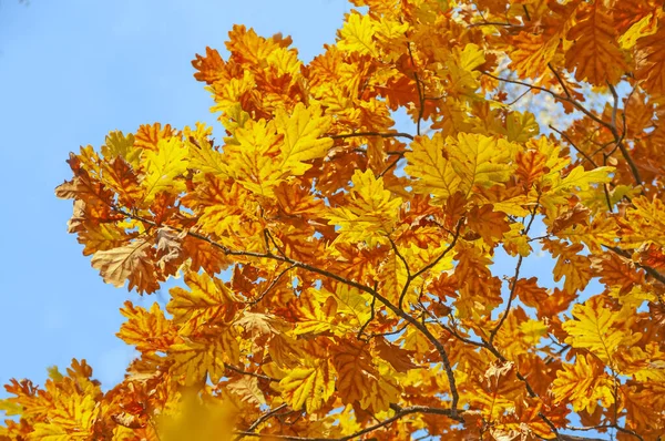 yellow orange oak leaves against the blue sky. Autumn foliage of oak.