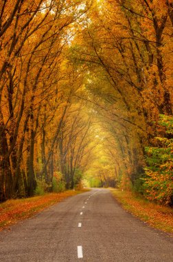  Sonbahar parlayan ormanda asfalt yol mesafeye kadar uzanıyor. Ağaçlar yol boyunca kavis yapar.