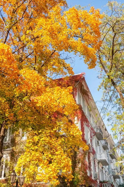 Güneşli bir sonbahar gününde tarihi binaları olan eski merkezin şehir caddesi. Binalar ve sarı ağaçlar. Odessa 'da. Ukrayna. unesco mirası