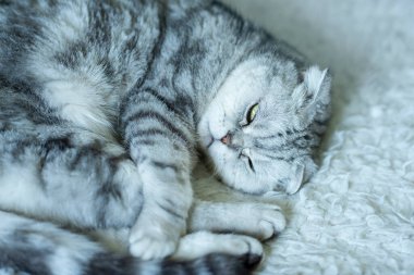 Gri çizgili yetişkin kedi beyaz kabarık bir ekose üzerinde uyur..