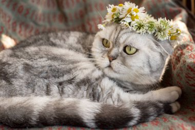 Çiçek çelenginde gri çizgili bir kedi hasır bir sandalyede oturur. Yaz tatili havası.