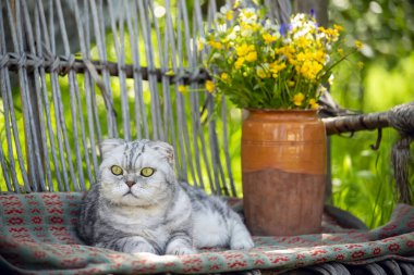 Gri bir tekir kedi yeşil bir bahçede eski bir hasır kanepede dinleniyor..