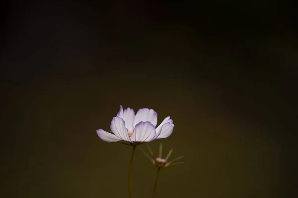 Pink Cosmea Flower Brown Natural Dark Background Close — Stock Photo, Image