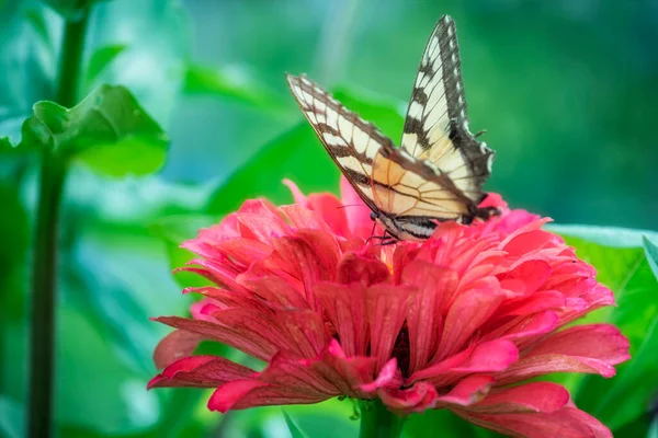 Butterfly Swallowtail Bright Flowers Garden — Stock Photo, Image