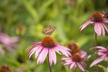 Güneşli bir yaz bahçesinde parlak çiçeklerin üzerindeki karışık kırmızı kelebek. Ekinezya çiçekleri üzerindeki kral kelebeği.
