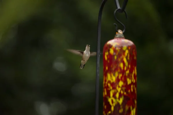 Hummingbird Bird Flight Drinking Bowl Garden — Stock Photo, Image