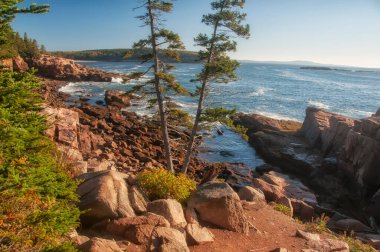 Atlantik Okyanusu kıyısında. Kayalıklarda kozalaklı ağaçlar olan Rocky plajı. Acadia Ulusal Parkı. Maine. ABD. 