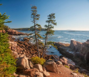 Atlantik Okyanusu kıyısında. Kayalıklarda kozalaklı ağaçlar olan Rocky plajı. Acadia Ulusal Parkı. Maine. ABD. 