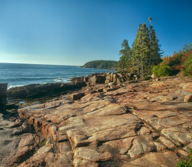 Atlantik Okyanusu kıyısında. Kayalıklarda kozalaklı ağaçlar olan Rocky plajı. Acadia Ulusal Parkı. Maine. ABD. 