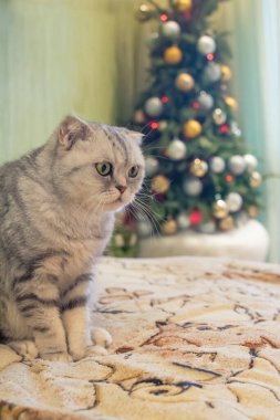 Bir koltukta oturan gri yetişkin bir kedi ve arka planda bir Noel ağacı..