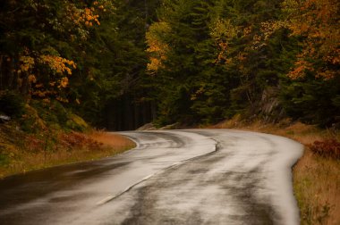 Yağmurdan sonra ıslak asfalt yolu. Renkli sonbahar ormanı ve yol kenarındaki kırmızı yapraklar arasında..