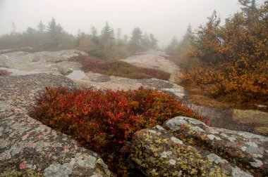 Sisin içinde bitki örtüsü olan kayalık bir arazi. Sonbaharda ulusal park. Cadillac Dağı. ABD. Maine.