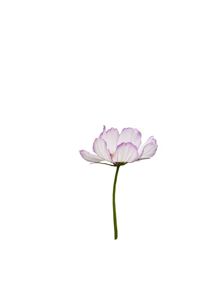 Różowy Kosmetyk Kwiat Zbliżenie Izolat Białym — Zdjęcie stockowe