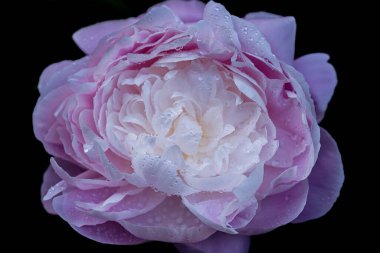 Şakayık çiçekleri yakın plan. Yumuşak odaklanma. Doğal arkaplan pembesi çiçekleri koyu doğal arkaplana yakın çekim yaparlar. Yumuşak odaklanma