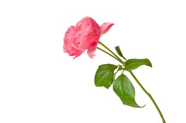 Şakayık pembe gül. Beyazda izole et. 