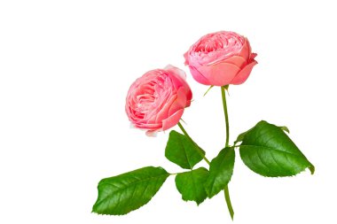  Şakayık pembe güller. Beyazda izole et.