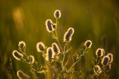 Kır çiçekleri... Çiçekler... Altın yumuşak günbatımı ışığında...