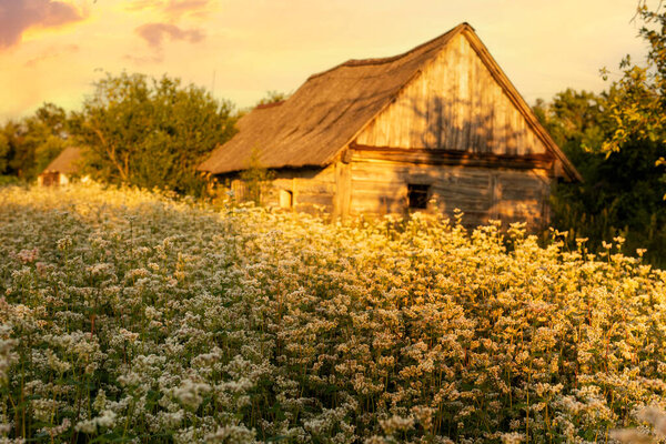 fields with flowering buckwheat and an old rustic barn in the background in the sunlight at sunset. rural landscape.