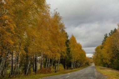 Parlak sonbahar ormanları arasında asfalt yol. 