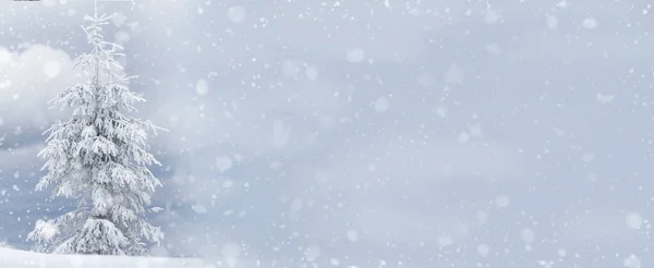 Lucfenyő Hóban Fehér Homokfagy Tobozokkal Téli Háttér Banner Szabad Hely — Stock Fotó