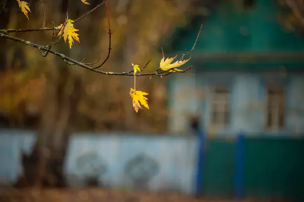 Klonowa Gałąź Ostatnimi Żółtymi Liśćmi Mżawką Tle Prostego Wiejskiego Domu — Zdjęcie stockowe