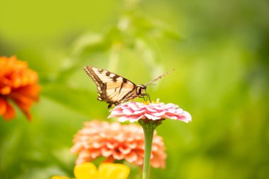 Kelebek kırlangıcı bahçedeki parlak çiçekleri yutar.