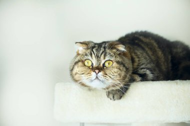 Dinlenen sevimli bir kedinin ağızlık sesi.